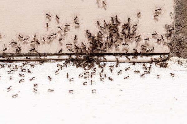Ant Control