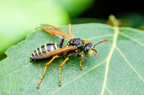 Hornet Nest Removal