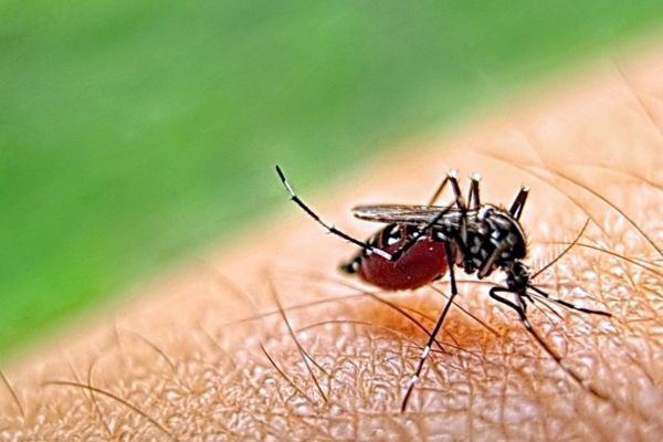 Mosquito Control