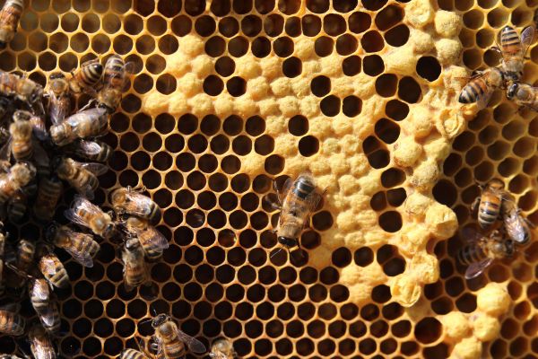 Bee Extermination