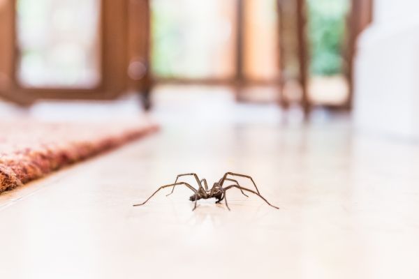 Spider Removal