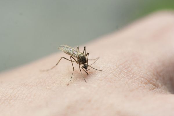 Mosquito Extermination