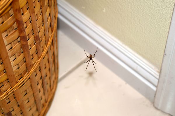 Spider Elimination