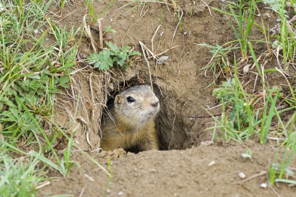 Ground Squirrel Control