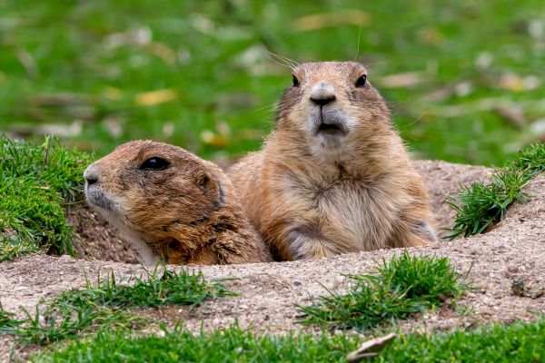 Gopher Abatement