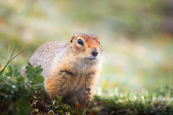 Gopher Eradication