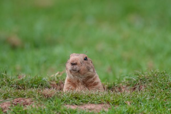 Gopher Abatement