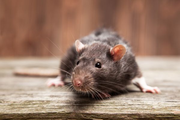 Rodent Eradication