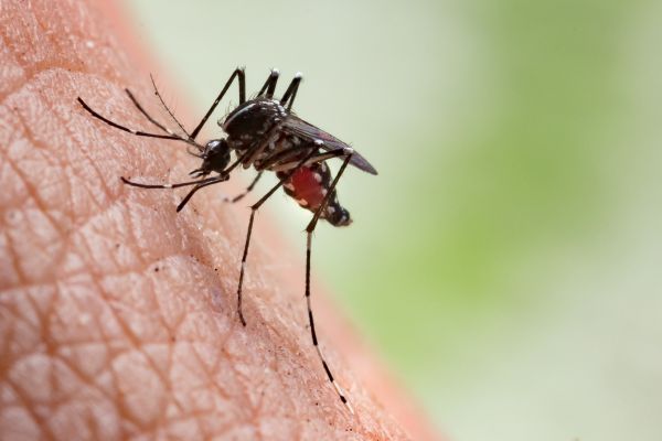 Mosquito Prevention