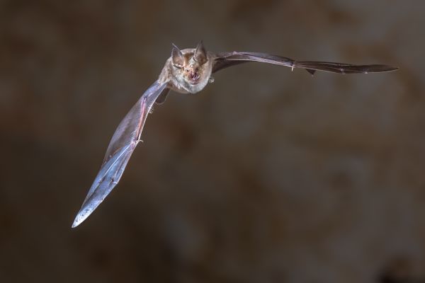 Bat Exclusion