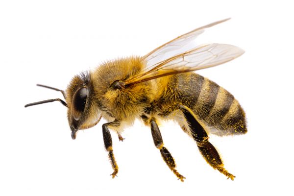 Carpenter Bee Removal