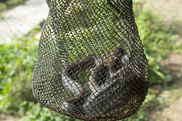 Snake Extermination Service