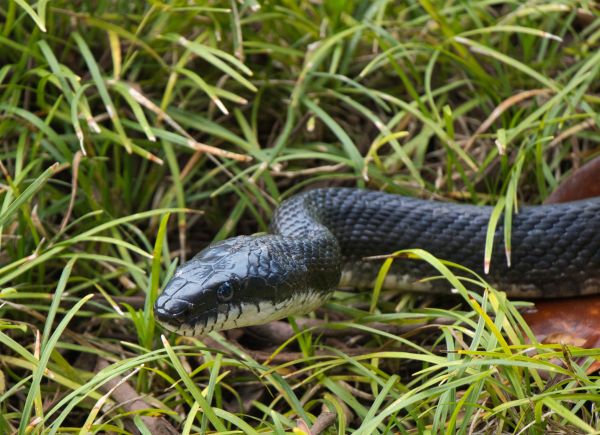 Snake Pest Control