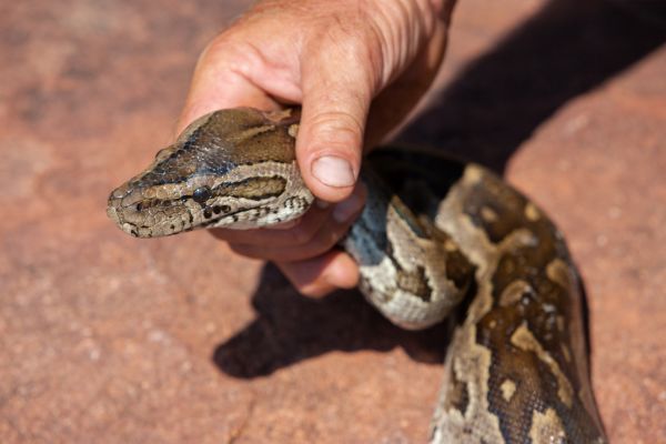 Snake Wrangler Service