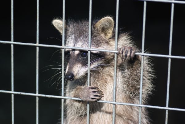 Animal Trapping Service