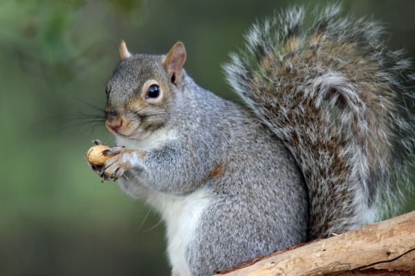 Squirrel Removal