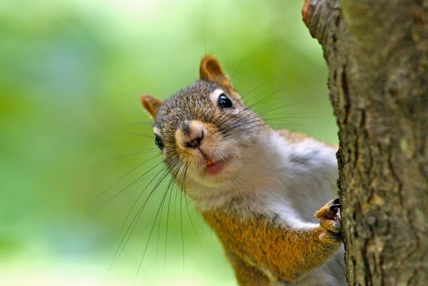 Squirrel Extermination