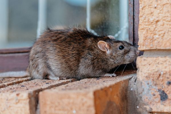 Rat Eradication
