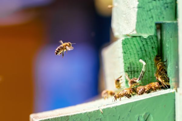 Stinging Insect Removal