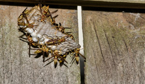 Wasp Removal