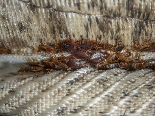 Bed Bug Fumigation - Bed Bug Fumigation Howell, Michigan
