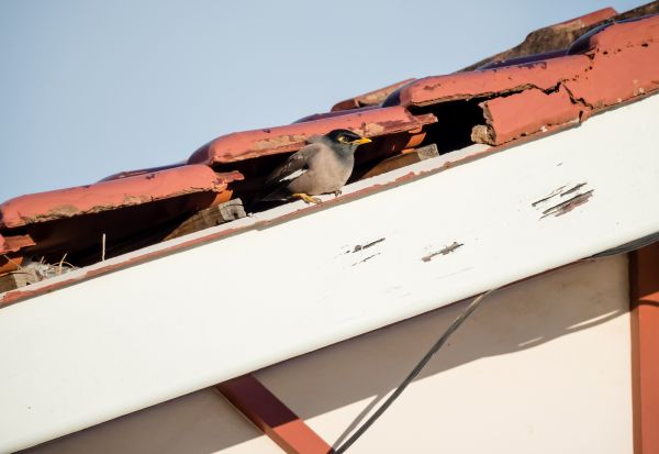 Bird Removal Service