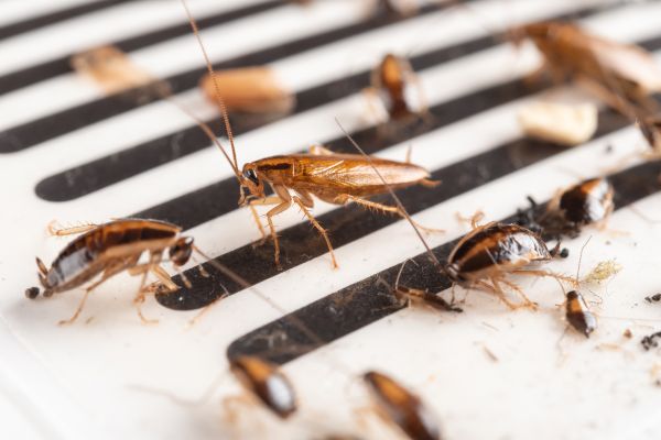 Roach Removal