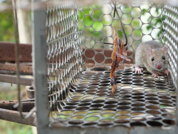 Pest Trapping