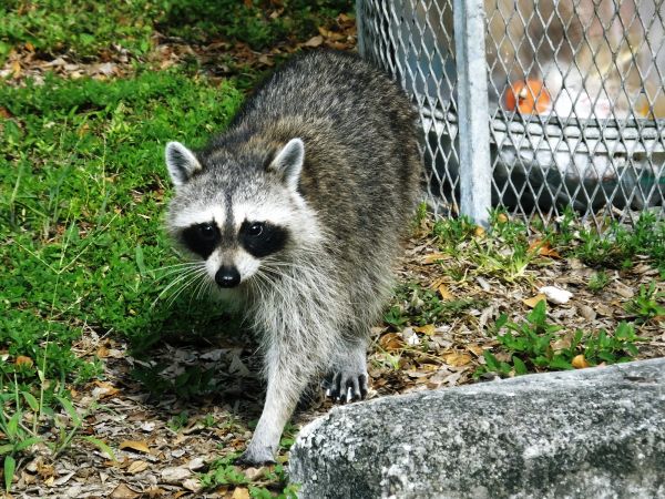 Wildlife Pest Management