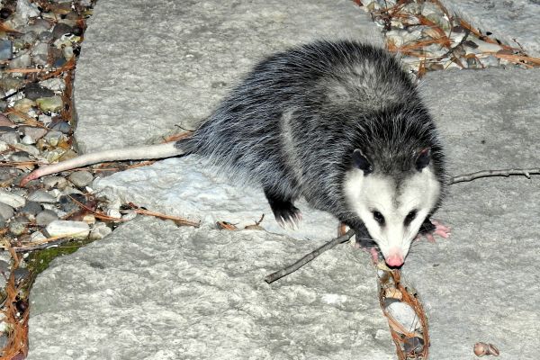 Critter Control Service