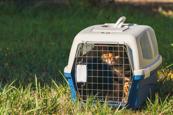 Animal Capture Service