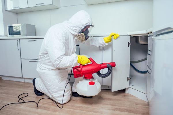 Dead Mouse Removal - Dead Mouse Removal Midland, Texas