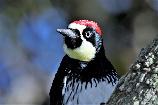 Woodpecker Exclusion