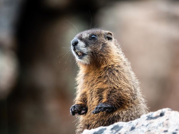 Groundhog Trapping
