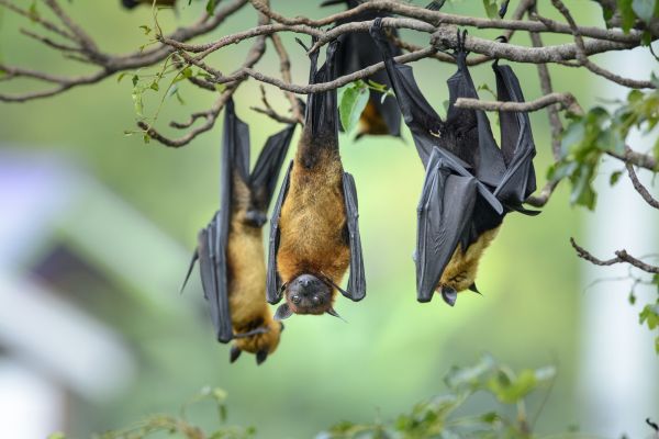 Bat Pest Control Service