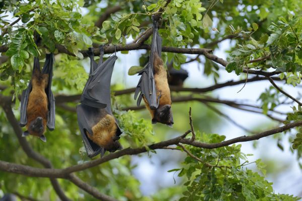 Bat Prevention - Bat Prevention San Diego County, California