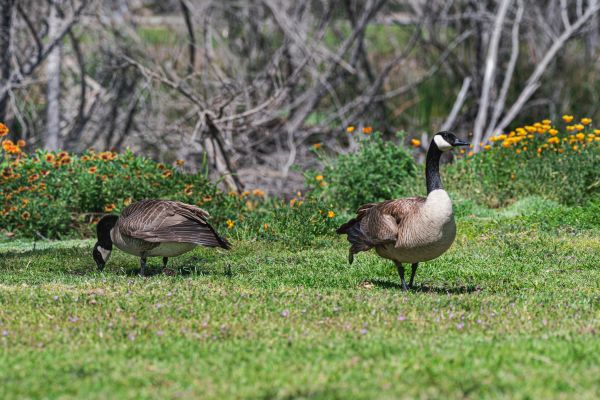 Goose Control