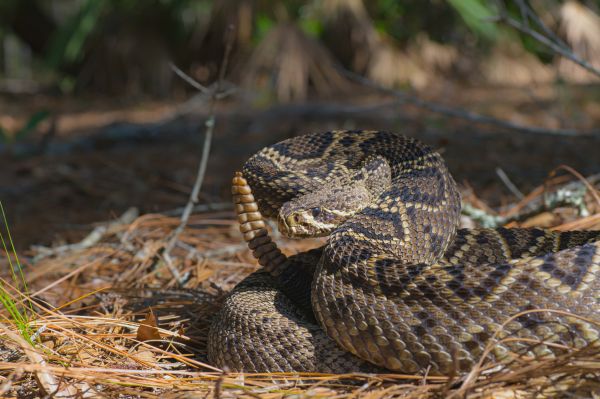 Rattlesnake Removal