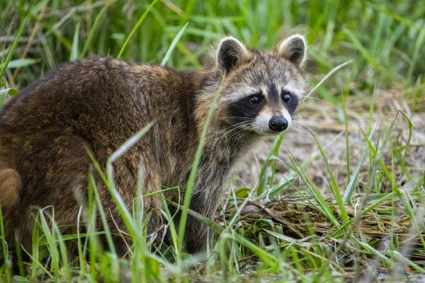 Animal Pest Control