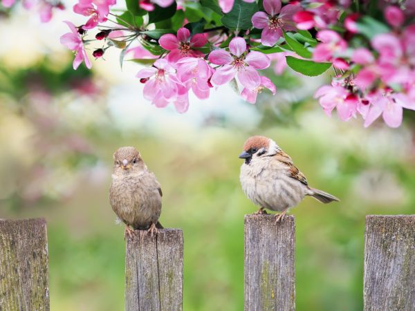 Bird Proofing Services