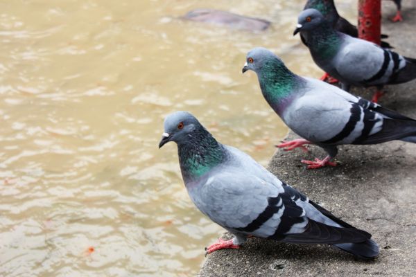 Pigeon Exclusion