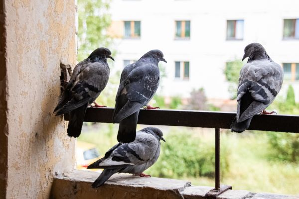 Pigeon Management