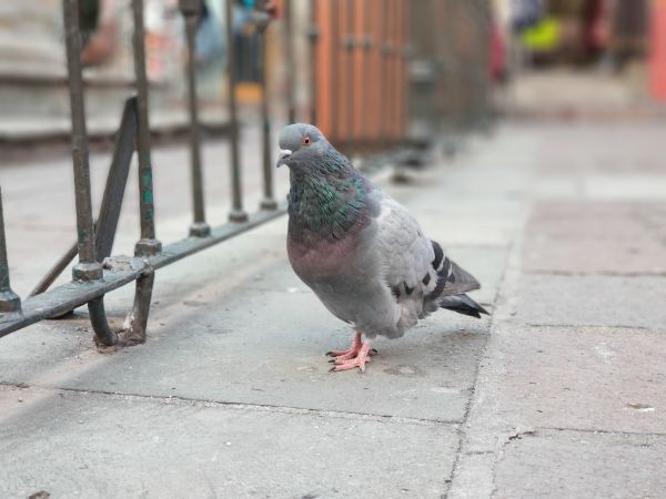 Pigeon Extermination