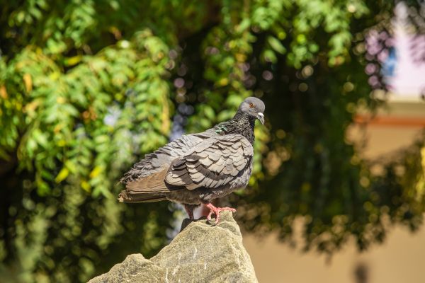 Pigeon Prevention
