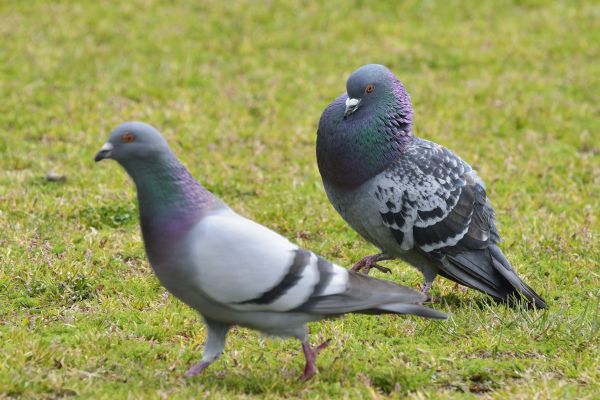 Pigeon Trapping
