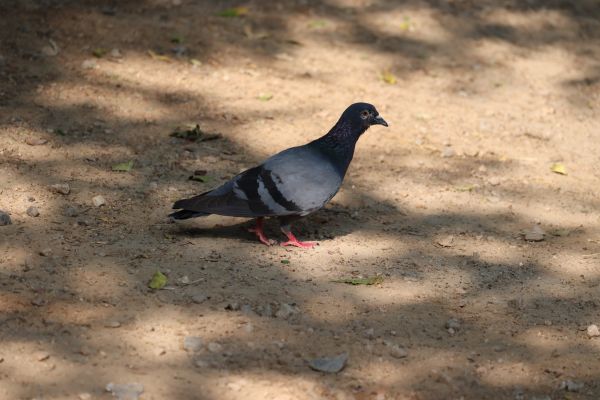 Pigeon Control