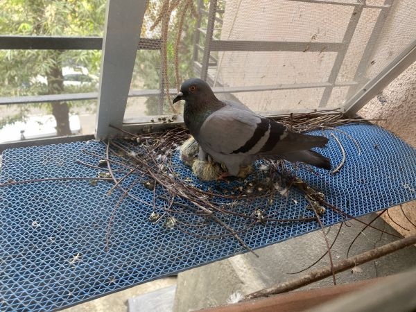 Pigeon Nest Removal - Pigeon Nest Removal Cleveland, Tennessee