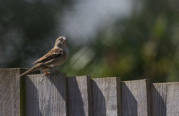 Bird Prevention