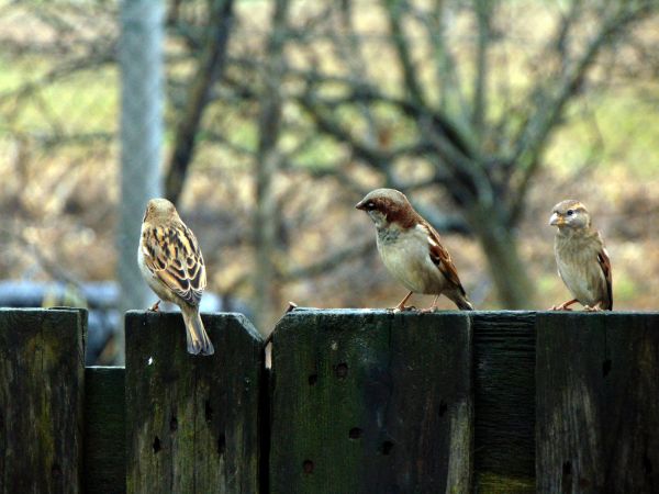 Commercial Bird Removal