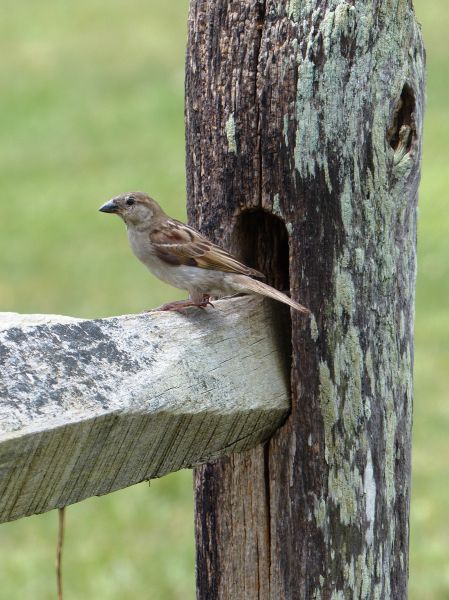 Pest Bird Control